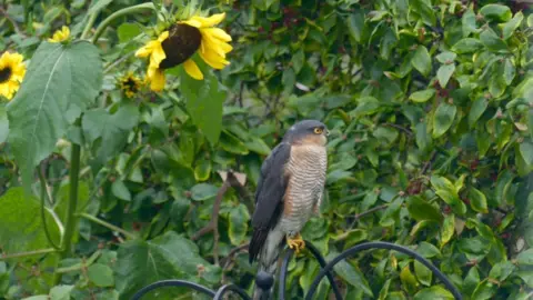 David Weston Sunflowers in Faringdon and a sparrowhawk