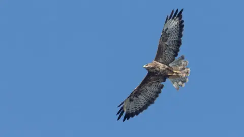 Buzzard