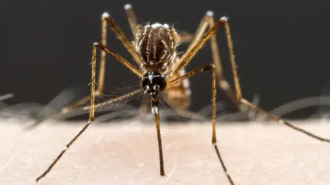 Alexander L Wild Aedes aegypti mosquito