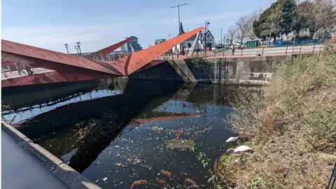 Swans in Cardiff Bay