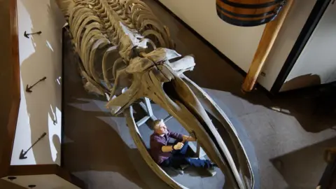 Danny Lawson/PA Nigel Larkin preparing to dismantle the whale skeleton