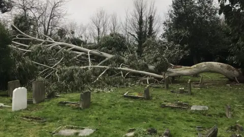PDSA Broken down tree at Ilford Pet Cemetery