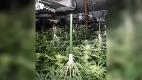 Merseyside Police Cannabis farm in Bradford