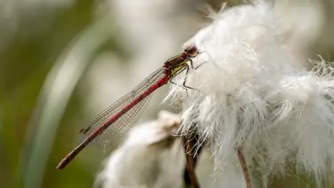 Jayne Murdoch Dragonfly