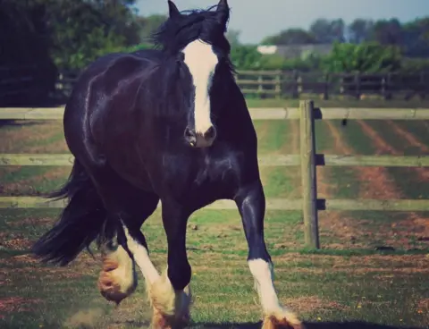 Bransby Horses Horse