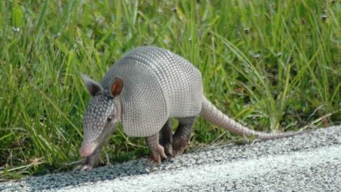 Armadillos blamed for rise in leprosy cases in Florida - BBC News