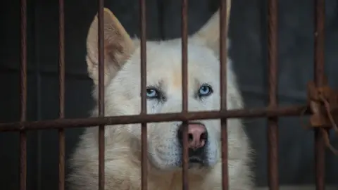 Getty Images A dog in a cage