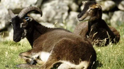 Getty Images Soay sheep