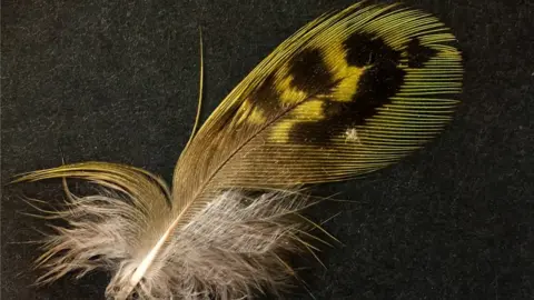 AUSTRALIAN WILDLIFE CONSERVANCY A night parrot feather found in South Australia