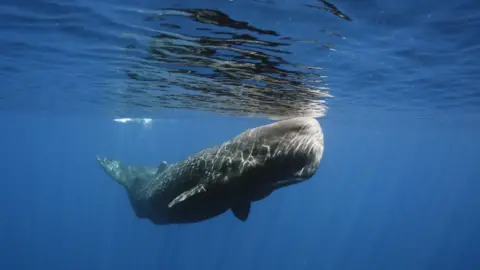 Getty Images A sperm whale swimming