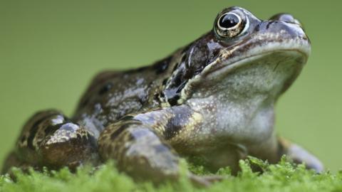 How poachers of the rare Lake Titicaca water frog became its
