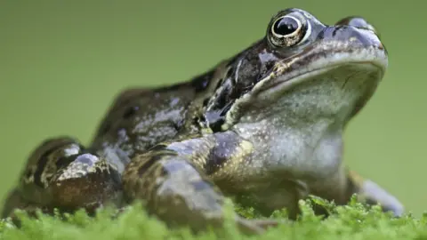 Frog