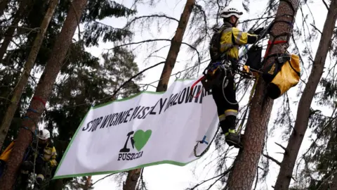 Reuters Environmental activists hang on trees with a banner that reads 'Stop Logging Bialowieza Forest', 24 May 17