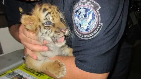 US Customs and Border Protection The tiger cup pictured in the arms of a border official