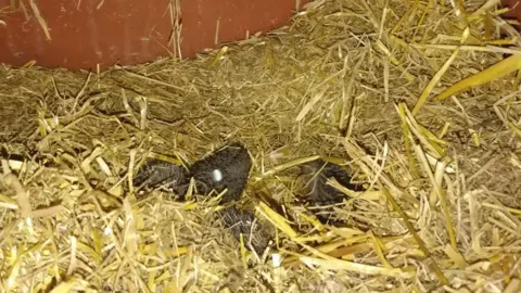 Andrea Finbow Baby hedgehogs in a straw nest