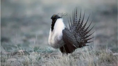 The Christian Science Monitor via Getty Images Sage grouse male