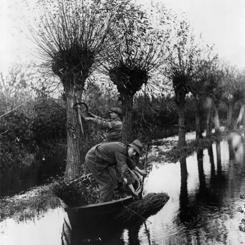 Getty Images Harvesting osiers on the Somerset levels in 1932