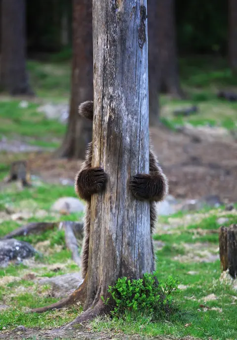 Valtteri Mulkahainen/Comedy Wildlife Photo Awards A bear hides behind a tree