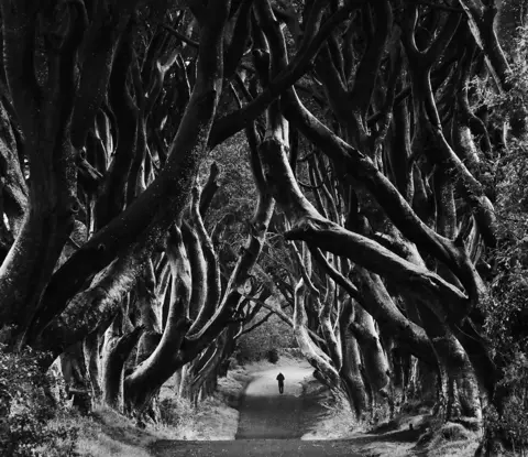 Chris Lee Trees over the road