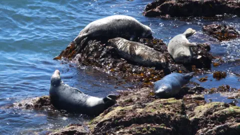 Swansea University Seals