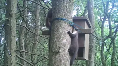 Vincent Wildlife Trust Camera shy kit and mother at den box