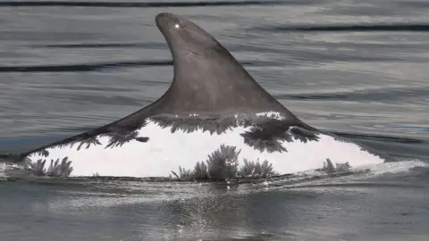 University of Aberdeen Spirtle