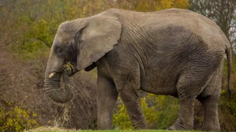 The Aspinall Foundation An elephant at Howletts