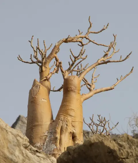 Frank Gardner / BBC Socotran Desert Rose, Adenium Obesum Socrotanum