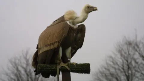 Eagle Heights Harold usually spent the winter at bird of prey displays, but had this one off