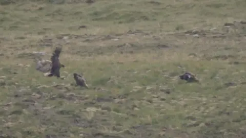 RSPB White-tailed eagles