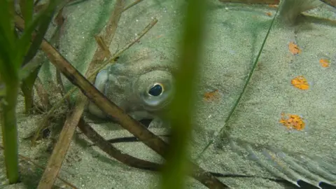 Sean Dixon A Plaice in Carlyon Bay, St Austell