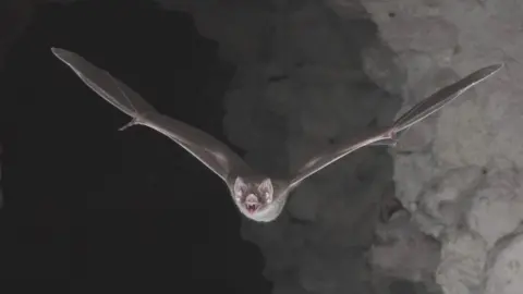 Brock Fenton A common vampire bat going out for its nocturnal hunt