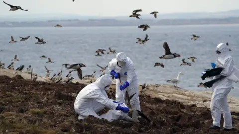 Owen Humphreys Bird flu on Farne Islands