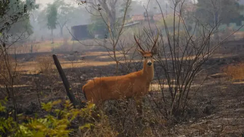 CENAP-ICMBio Marsh deer that survived the wildfires
