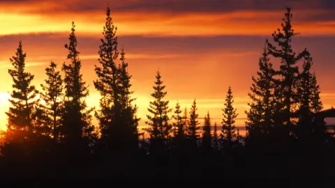 AGF via Getty Images Manitoba's boreal forest at dawn