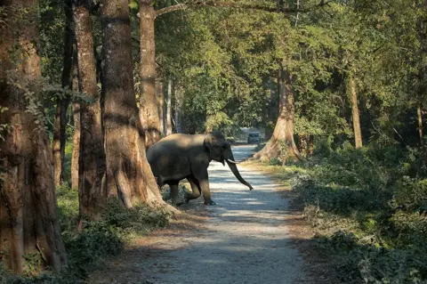 Arpan Uzir An elephant crosses a path in Manas National Park in Assam, India