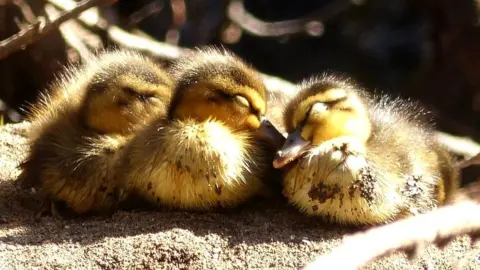 Helen Robertson Sleeping ducklings