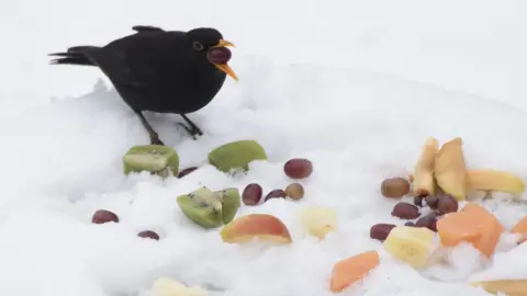 Paul Mallarini Blackbird eating fruit