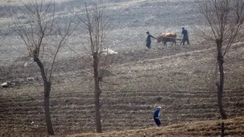 Getty Images North Korean farmers work in the fields near Sinuiju, opposite the Chinese border city of Dandong