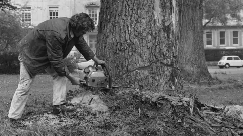 PA Diseased Elm tree being felled in Bristol, 1971