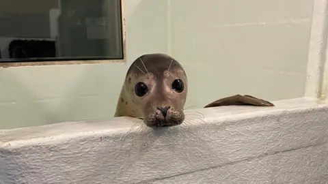 Tynemouth Seal Hospital Boromir