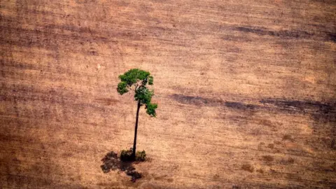 Getty Images Tree felling in Brazil