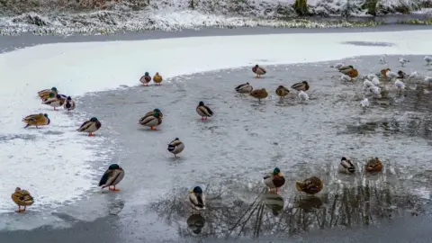  BBC Weather Watchers/Videoman Ducks and others birds stand on frozen water