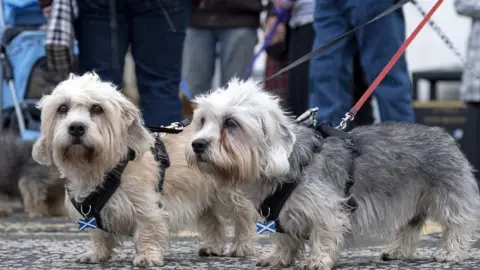 Rob Gray Dandie Dinmont