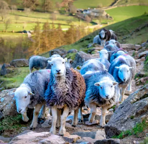 Graham O'Dwyer  A herd of sheep block a path on a mountainside