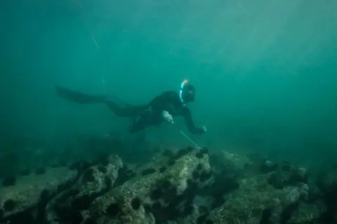 AFP A spear-fisherman uses a long hooked rod instead of his spear gun to look for lobsters and other crustaceans in shallow water.