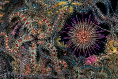 Jenny Stock/UPY2024 A carpet of marine life, brittle stars and sea urchin, in Loch Leven, Oban, Scotland.