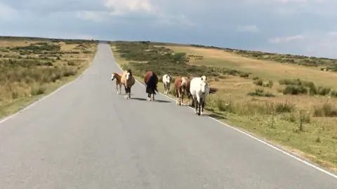 Ponies walking near a road