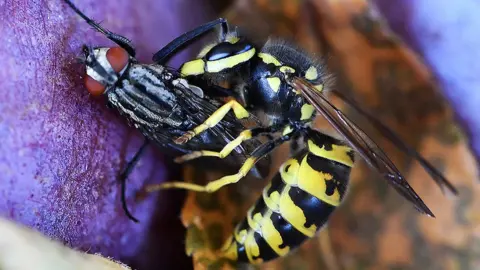 Getty Images Wasp attacking a fly