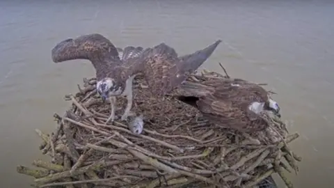 Rutland Osprey Project Maya and 33 in their nest on 13 March